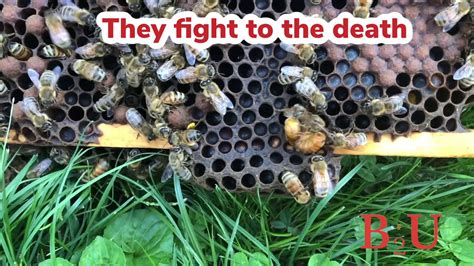Queen Bees Fight To The Death Youtube