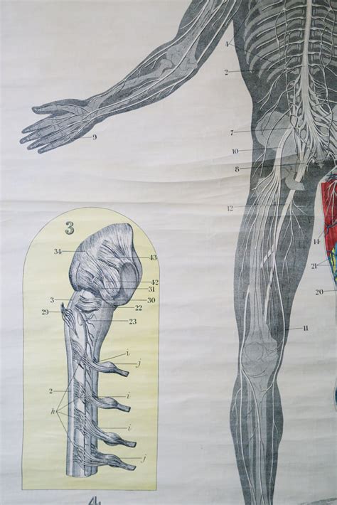 Original Anatomical Vintage British Educational School Wall Chart