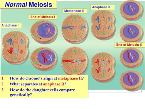Ppt Meiosis Down Syndrome Lecture Notes Biol 100 Kmarr
