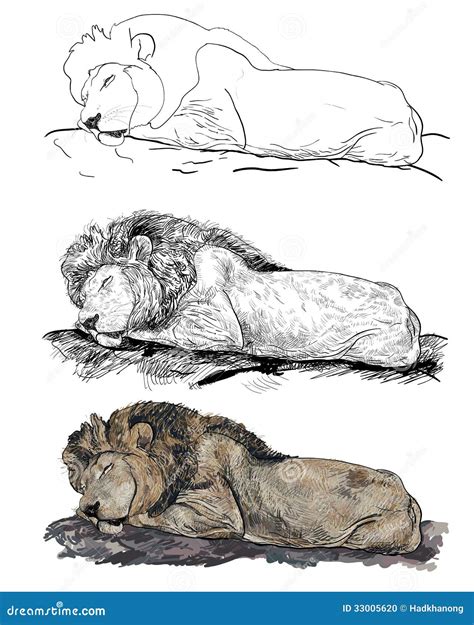Sleeping Lion Stock Vector Illustration Of Safari Drawing 33005620