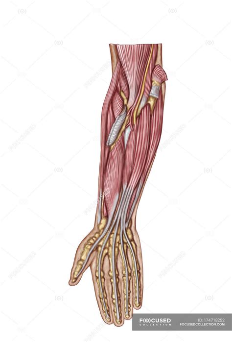 This image is titled muscles of the arm and forearm diagram and is attached to our article about the 4 best workouts for getting bigger arm muscles. Forearm Muscle Anatomy - Anatomy Diagram Book