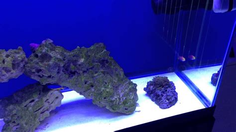 50 Gallon Saltwater Aquarium2nd Update Youtube