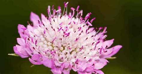 (of a tree, bush etc.) that loses its leaves every year; Pincushion Flower Care: Learn To Grow Scabiosa ...