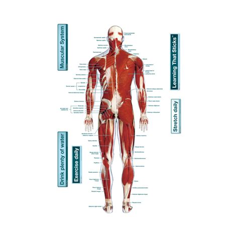 Head, knee, hand, leg, fingers, arm, foot, body. Muscular System Rear (Labeled) - Body Part Chart Removable ...
