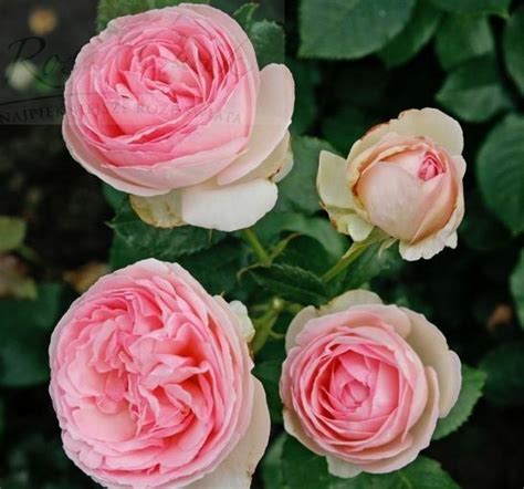Róża Eden Rose Pierre De Ronsard Sklep Internetowy Dom I Ogród