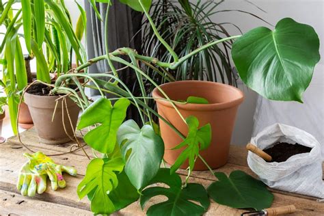 When to repot monstera plants? 4 signs you must know!