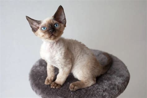Devon Rex Cat Breed Facts Highlights And Buying Advice Pets4homes