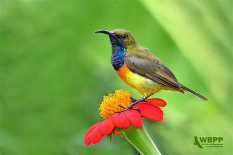 The Olive Backed Sunbird Cinnyris Jugularis Also Known As The Yellow