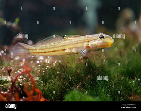 Goby Fish Gobiinae Gobiidae Perciformes Fotos Und Bildmaterial In