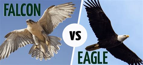 Falcon Vs Eagle Whats The Difference With Pictures Optics Mag