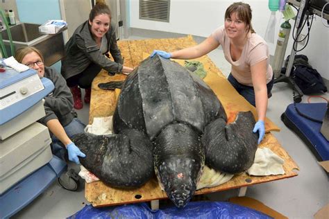 Stranded 500 Lb Leatherback Sea Turtle Rescued In South