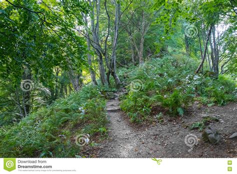 Path In The Wild Woods Stock Image Image Of Leaf Natural 77103875