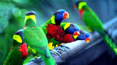 চমৎকার ১০টি পাখি Top 10 Most Colorful Birds Part 1 Stunningly