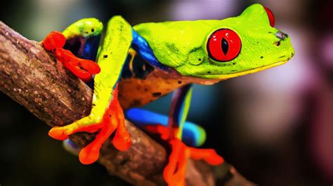 Green Blue Red Eyed Frog On Tree Stalk In Blur Background Hd Frog
