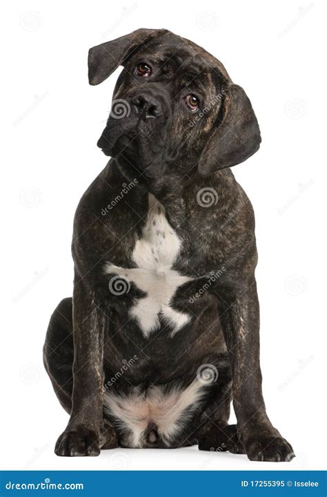 Cane Corso 9 Months Old Sitting Stock Image Image Of Pets Corso