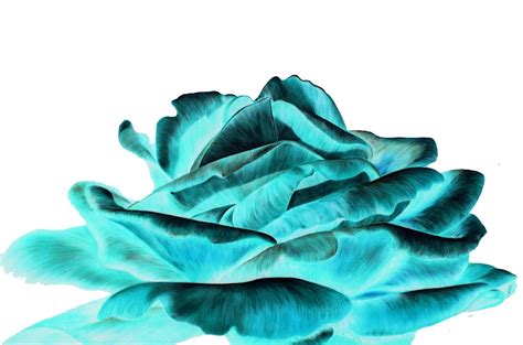 Black And White Wallpapers Turquoise Rose Wallpaper