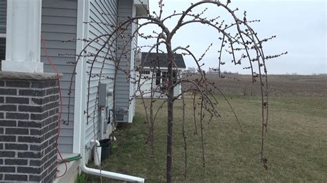 How To Prune A Young Weeping Cherry Tree