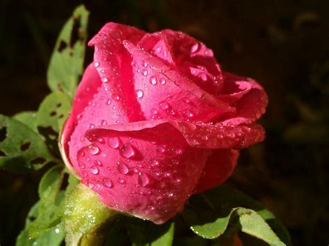 Wet Carpet By Darshan Trivedi India 500px Red Roses Wet Rose Buds