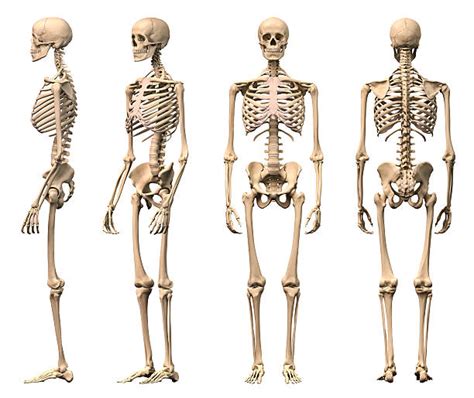 172300 Human Skeleton Stock Photos Pictures And Royalty Free Images