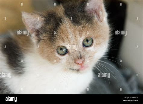 Young Calico Kitten Of 39 Days 5 Weeks Old Looking Up Into The Camera