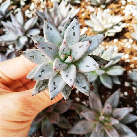 One Echeveria Unguiculata Korean Rare Succulent Plant Types Of