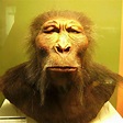 Human Ancestors - Paranthropus Group