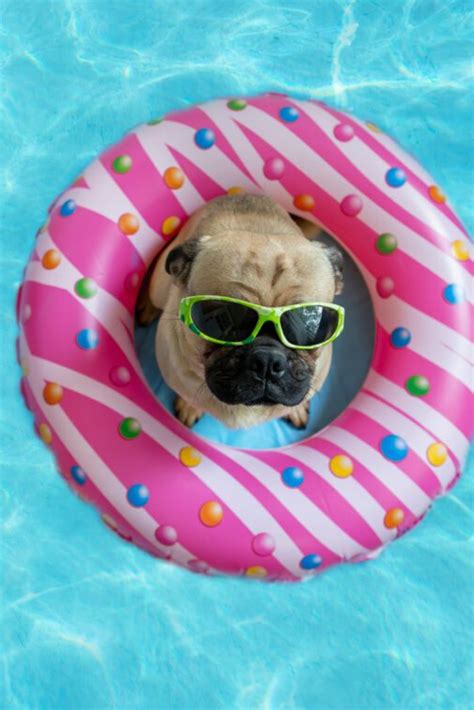 Cute Pug Floating In A Swimming Pool With A Pink Donut Ring Flotation