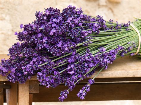 Lavender Purple Flowers Clubsmain