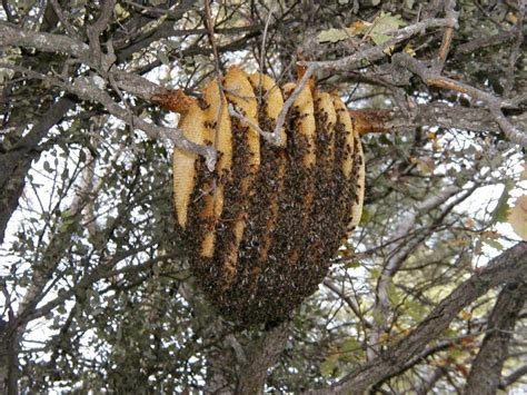 The Sun Hive A Majestically Beautiful Bee Hive That Could Save The