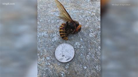 Officials Confirm The Asian Giant Hornet Found In Washington Was A Queen