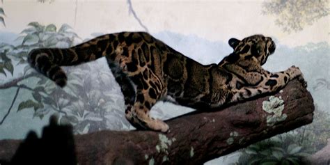 For The First Time Clouded Leopards Have Been Found High Up In Nepals