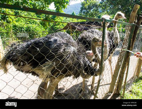 Ostriches In The Paddock At The Ostrich Farm Stock Photo Alamy