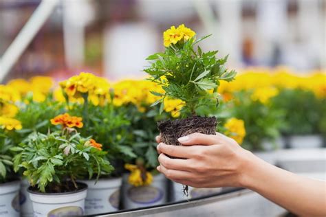 Since 1977 we have been providing houseplants, bonsai trees, orchids, air plants, plant rentals, & unique and unusual tropical plants. Why a Local Garden Center Is the Best Place to Buy Plants | Millcreek Gardens