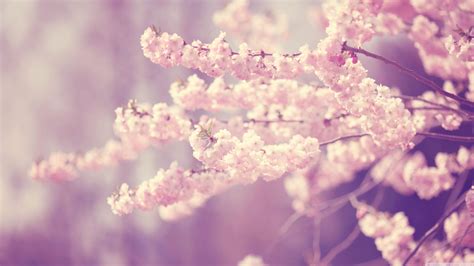 25 Outstanding Sakura Flower Wallpaper Aesthetic You Can Save It Free