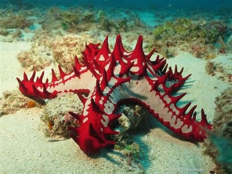 African Red Knobbed Seastar Beautiful Sea Creatures Ocean Animals