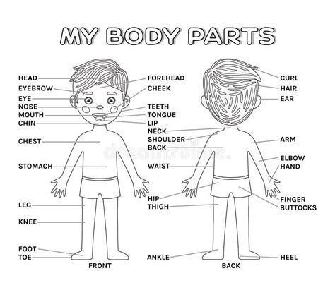 Poster Cartoon Boy And My Body Parts Front And Back View With