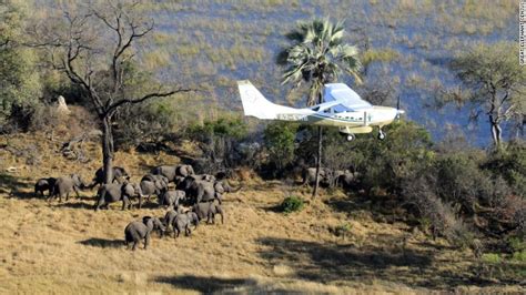 Dozens Of Elephant Carcasses Found In Botswana Revealing ‘unprecedented Levels Of Poaching