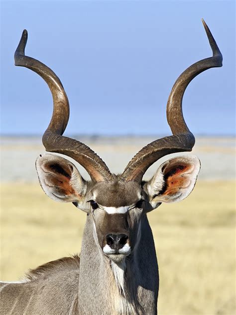 Free Photo Greater Kudu Animal Horns Jungle Free Download Jooinn