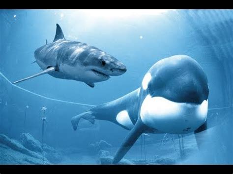 Le match opposait les sharks de durban aux blue bulls de pretoria, pour la revanche du superbe precedent match ! 9 besten Sea animals Bilder auf Pinterest | Fische, Haie ...