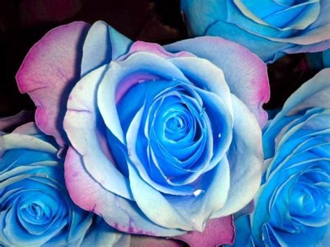 Blue Roses Very Beautiful Pictures 24 Pics