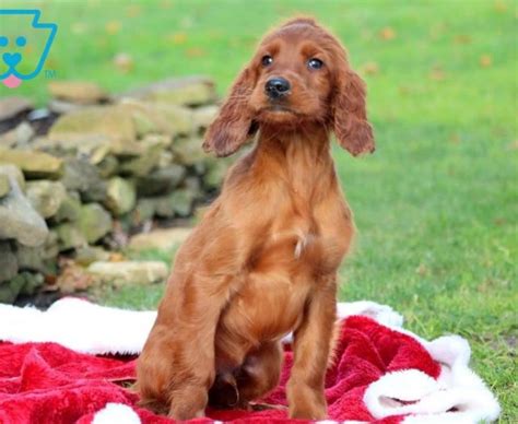 Irish Setter Puppies For Sale Puppy Adoption Keystone Puppies