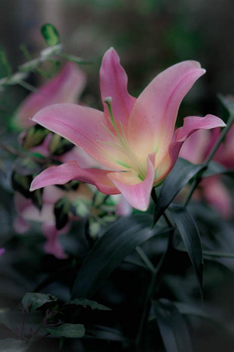Lily Garden Photograph By Paul Slebodnick Fine Art America