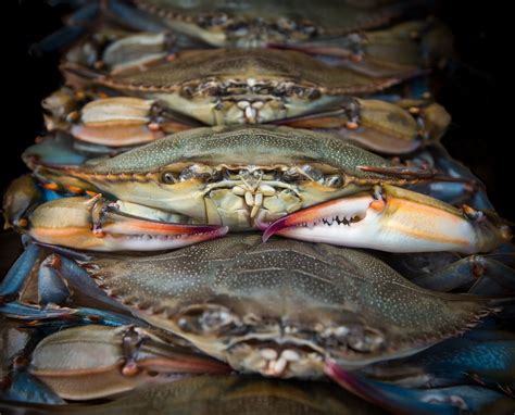 Soft Crabs Everything You Need To Know Tl Morris Seafood
