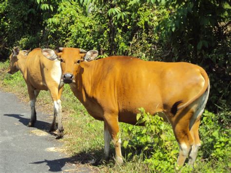 Perbandingan Sapi Bali Bos Sondaicus Dengan Sapi Ongole Bos Indicus