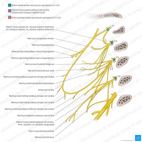 Plexus Cervicalis Anatomie Ste Und Klinik Kenhub