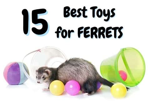 15 Best Toys For Ferrets 2023 Update The Pet Savvy
