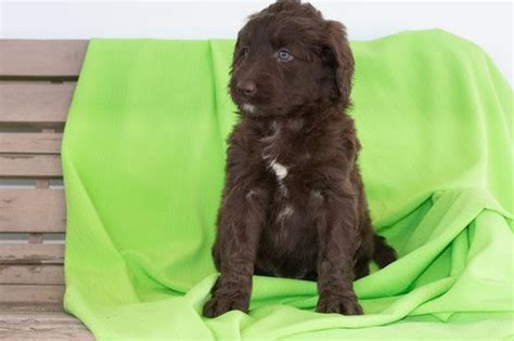 Belgian sheepdog belgian tervuren bernese mountain dog bichon frise biewer terrier black and tan coonhound black russian terrier bloodhound border collie border terrier bordoodle borzoi boston terrier bouvier des flandres boxer briard briquet griffon. Aussie-Poo-Poodle (Standard) Mix puppy for sale in ...