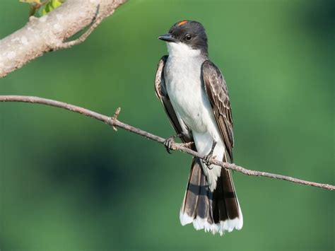 The Birds Of Pennsylvania Daily Birder