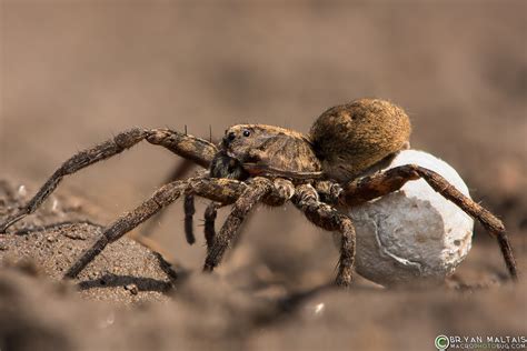 Wolf Spider With Egg Sack