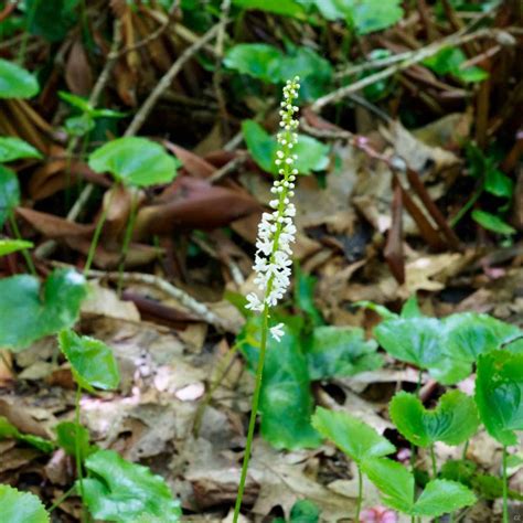 Galax Galax Urceolata Western Carolina Botanical Club